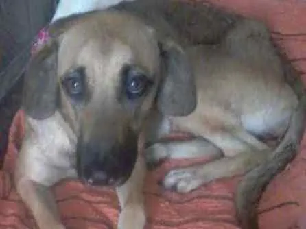 Cachorro ra a SRD idade 2 anos nome Penelope