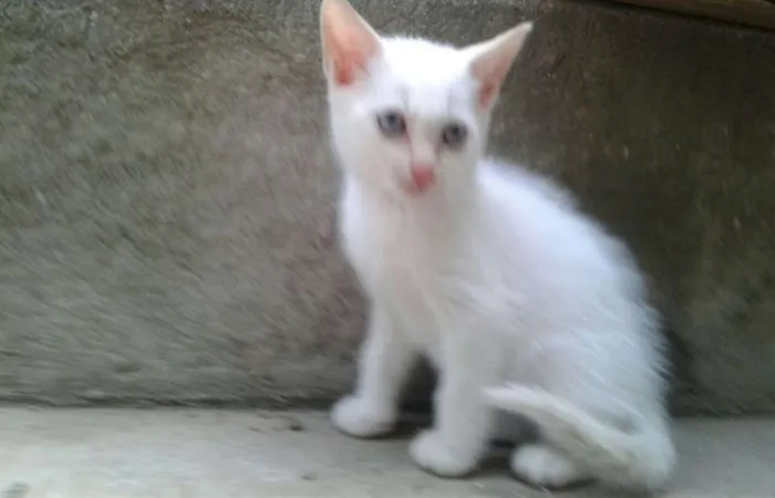 Gato ra a SRD idade 2 a 6 meses nome Branquinho
