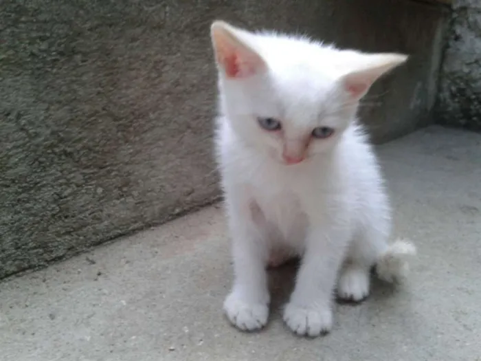 Gato ra a SRD idade 2 a 6 meses nome Branquinho