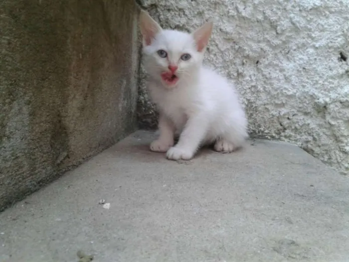 Gato ra a SRD idade 2 a 6 meses nome Branquinho