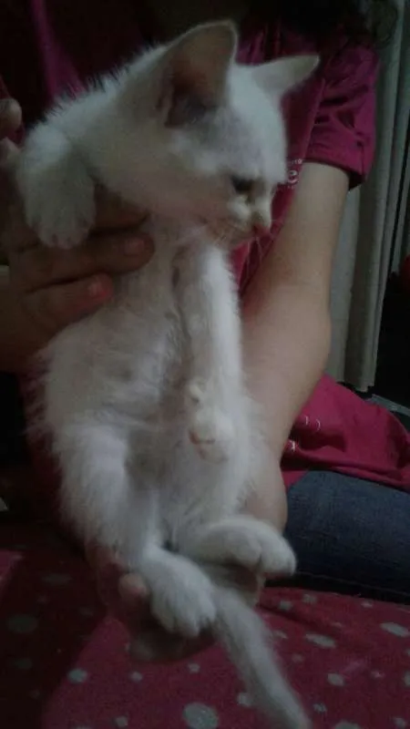 Gato ra a SRD idade 2 a 6 meses nome Branquinho