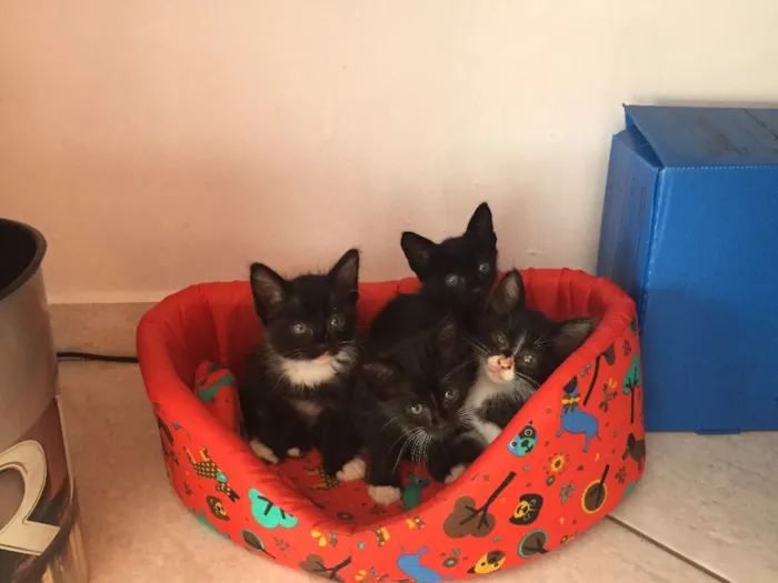 Gato ra a Angorá  idade 2 a 6 meses nome Não tem ainda 