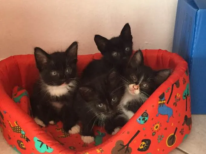 Gato ra a Angorá  idade 2 a 6 meses nome Não tem ainda 