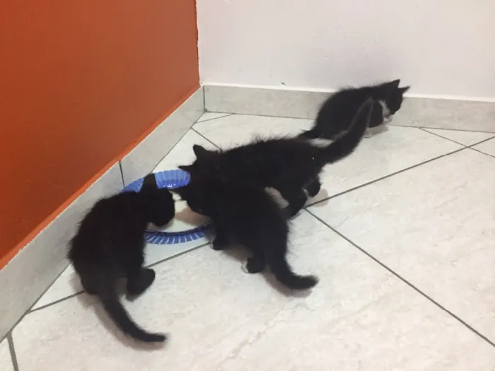 Gato ra a Angorá  idade 2 a 6 meses nome Não tem ainda 