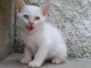Gato raça SRD idade 2 a 6 meses nome Branquinho