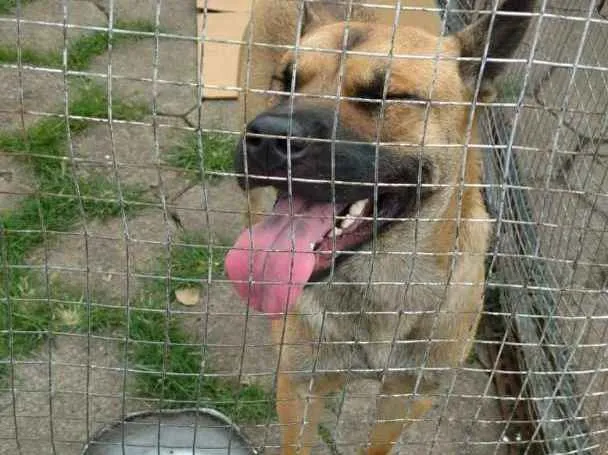 Cachorro raça SRD idade 2 anos nome Bob