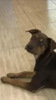 Frida