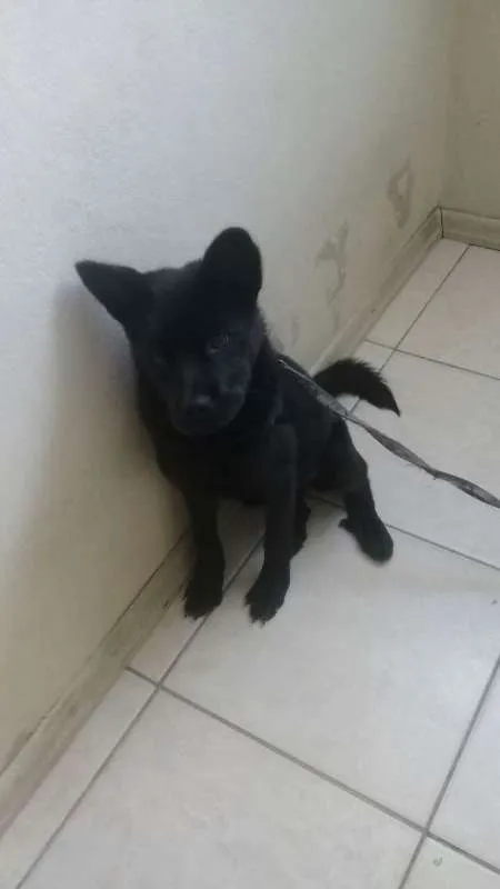 Cachorro ra a SRD idade 2 a 6 meses nome aisha