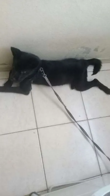 Cachorro ra a SRD idade 2 a 6 meses nome aisha
