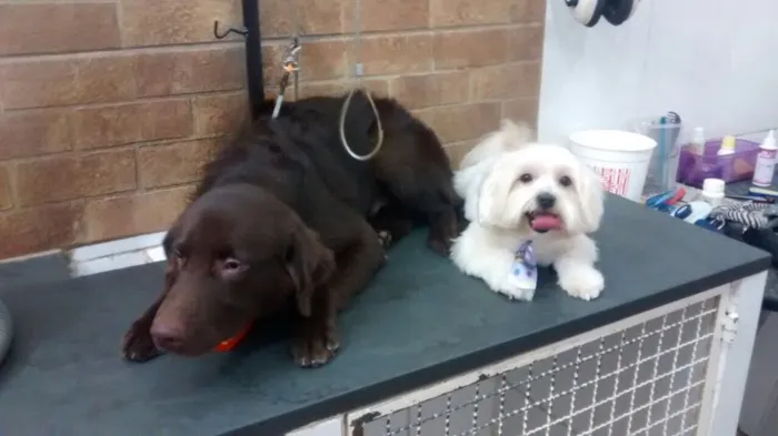 Cachorro raça Mestiço de Labrador idade  nome -