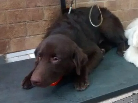 Cachorro raça Mestiço de Labrador idade  nome -
