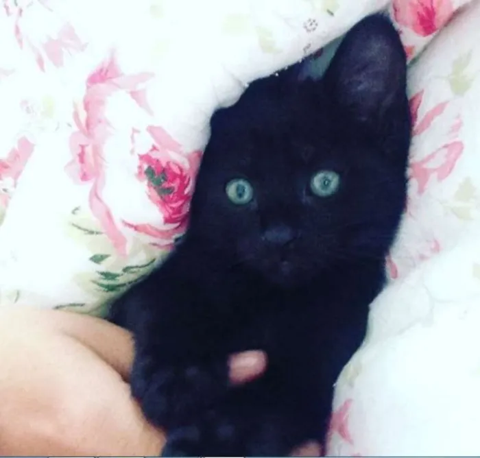 Gato ra a SRD idade 2 a 6 meses nome Pretinhas