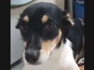 Cachorro raça Sem raça definida idade 2 a 6 meses nome Paçoca