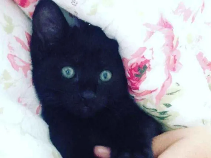Gato ra a SRD idade 2 a 6 meses nome Pretinhas