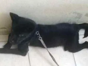Cachorro raça SRD idade 2 a 6 meses nome aisha
