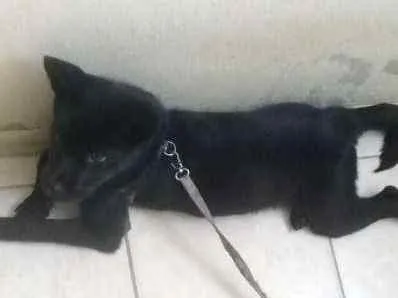 Cachorro ra a SRD idade 2 a 6 meses nome aisha