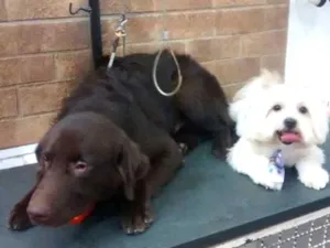 Cachorro raça Mestiço de Labrador idade  nome -