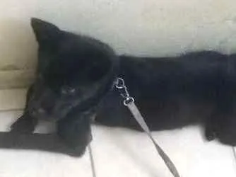 Cachorro ra a SRD idade 2 a 6 meses nome aisha