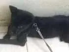 Cachorro raça SRD idade 2 a 6 meses nome aisha