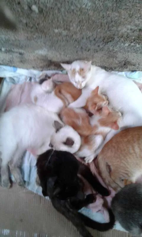 Gato raça  idade Abaixo de 2 meses nome Disir