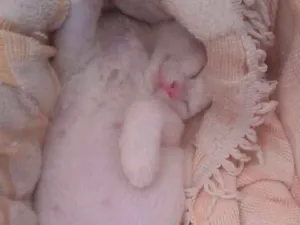 Gato raça  idade 2 a 6 meses nome Princesa