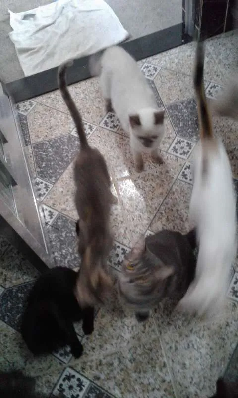 Gato raça  idade Abaixo de 2 meses nome Disir
