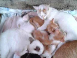 Gato raça  idade Abaixo de 2 meses nome Disir
