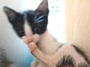 Gato raça Sianesa,morisco,e branco com p idade Abaixo de 2 meses nome Nao tem