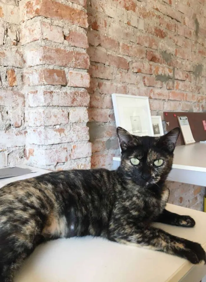 Gato ra a indefinida idade 2 anos nome Maricota