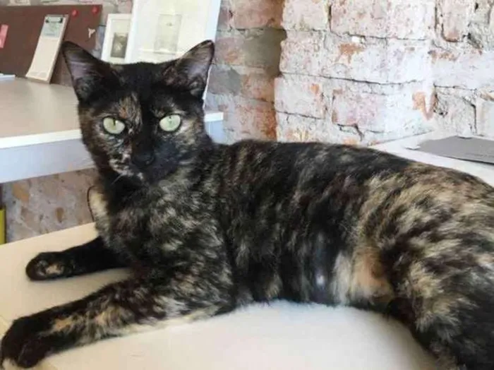 Gato ra a indefinida idade 2 anos nome Maricota