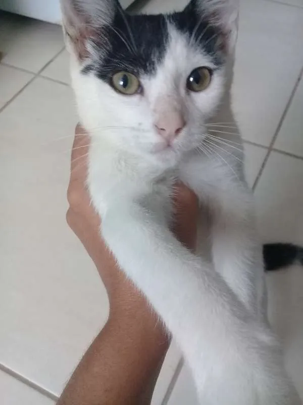 Gato ra a  idade 2 a 6 meses nome teka