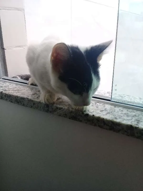 Gato ra a  idade 2 a 6 meses nome teka