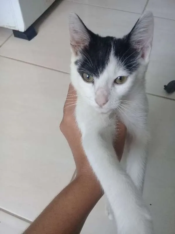 Gato ra a  idade 2 a 6 meses nome teka