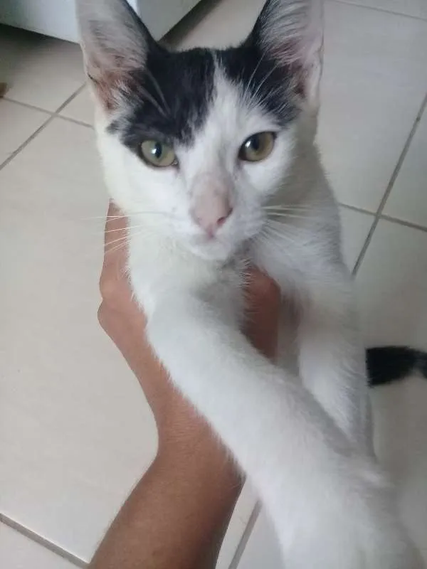 Gato ra a  idade 2 a 6 meses nome teka