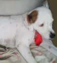 Bilu
