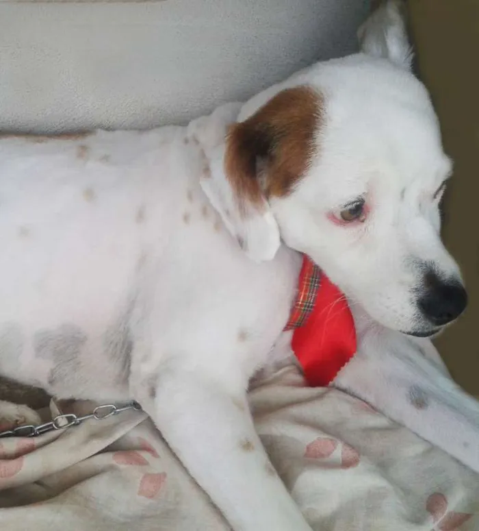 Cachorro ra a SRD idade 4 anos nome Bilu