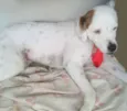 Bilu