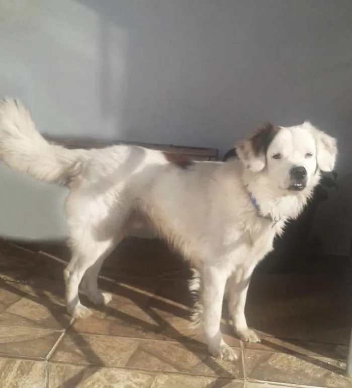 Cachorro ra a SRD idade 4 anos nome Bilu