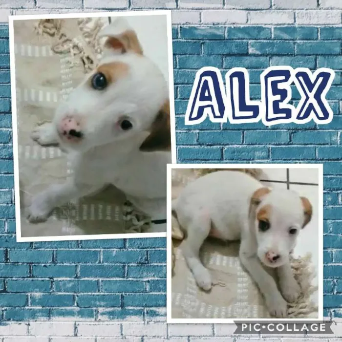Cachorro ra a SRD idade 2 a 6 meses nome ALEX