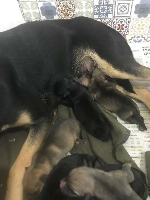 Cachorro ra a SRD idade Abaixo de 2 meses nome Sem nome ainda