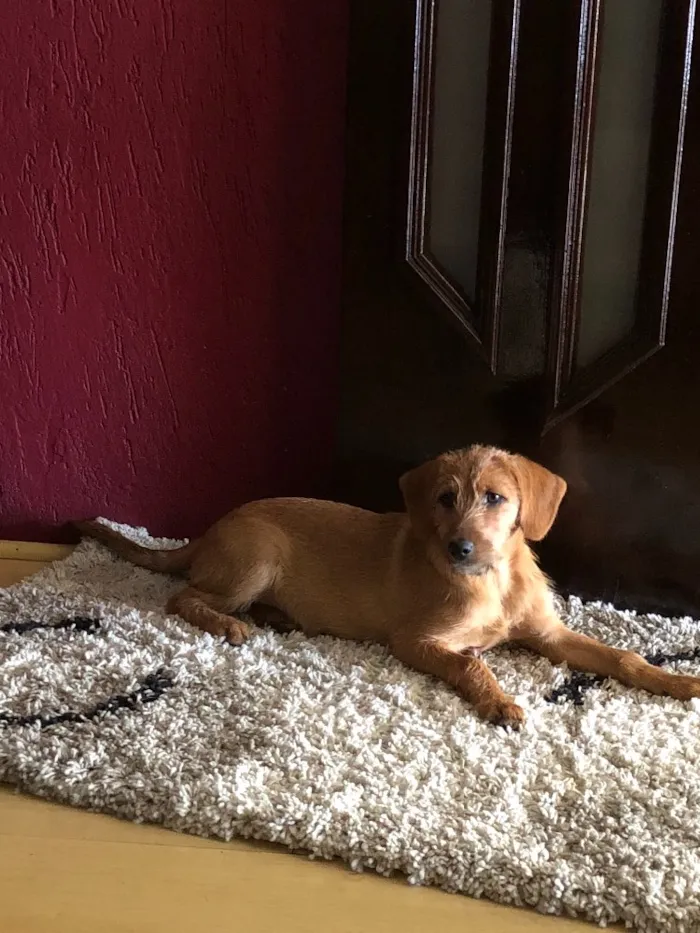 Cachorro ra a Indefinida  idade 2 a 6 meses nome Paçoca 