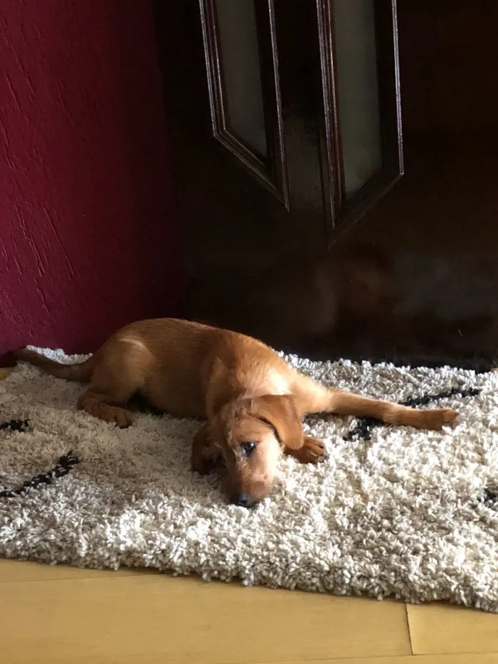 Cachorro ra a Indefinida  idade 2 a 6 meses nome Paçoca 