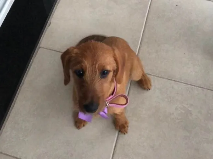 Cachorro ra a Indefinida  idade 2 a 6 meses nome Paçoca 