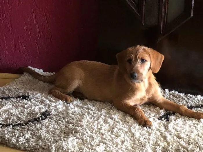 Cachorro ra a Indefinida  idade 2 a 6 meses nome Paçoca 