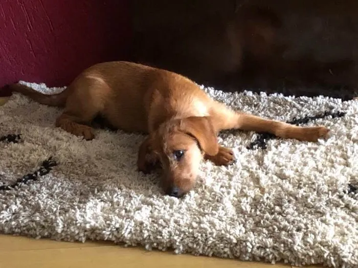 Cachorro ra a Indefinida  idade 2 a 6 meses nome Paçoca 