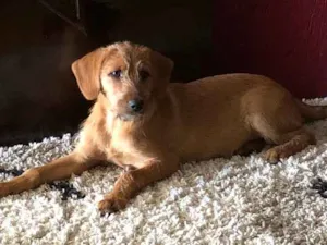 Cachorro raça Indefinida  idade 2 a 6 meses nome Paçoca 