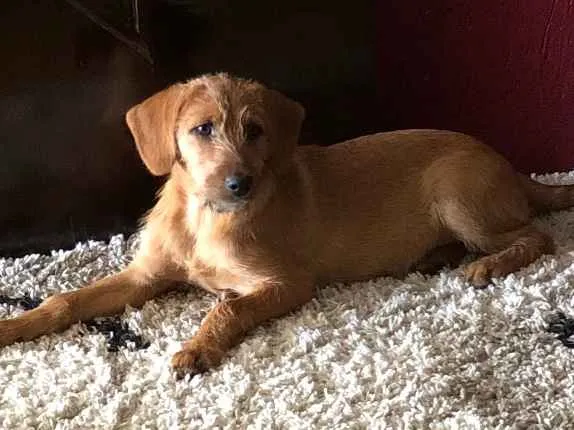 Cachorro ra a Indefinida  idade 2 a 6 meses nome Paçoca 