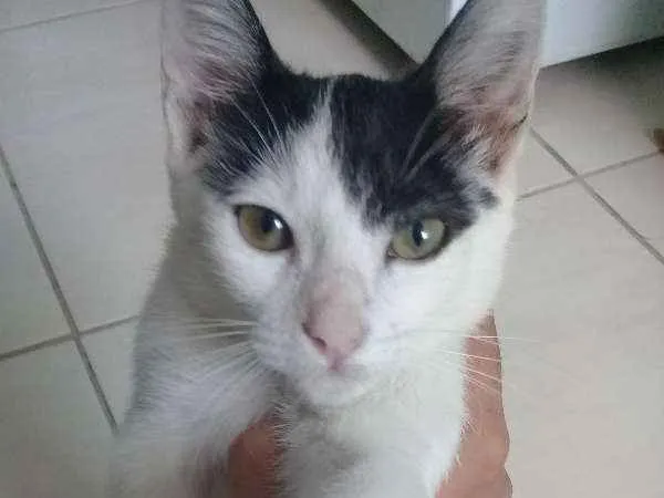 Gato ra a  idade 2 a 6 meses nome teka