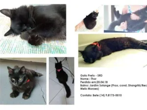 Gato raça sem raça definida idade 1 ano nome Thor