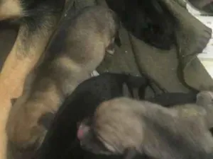 Cachorro raça SRD idade Abaixo de 2 meses nome Sem nome ainda